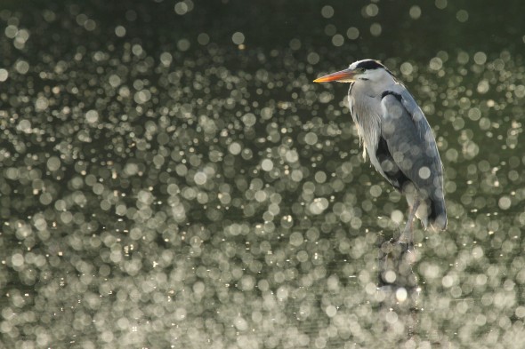 YPA 2013 overall winner: ‘Bokeh Heron’ by Danielle Connor