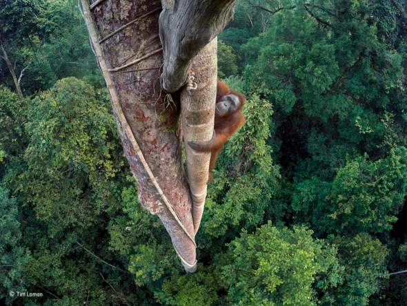 2016 Wildlife Photographer of the Year – winners announced