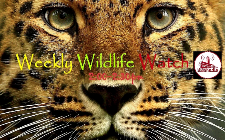 Wie werde ich ein Wildlife-Filmemacher / 11 Tipps