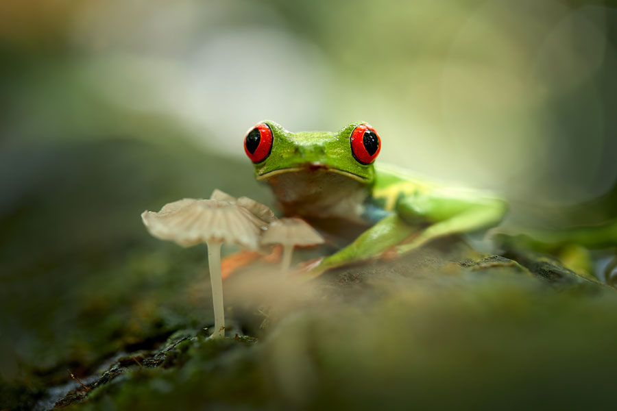 A frog by Ellie Rothnie